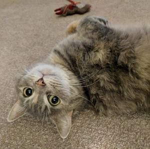 Meet your Posher, Hugo